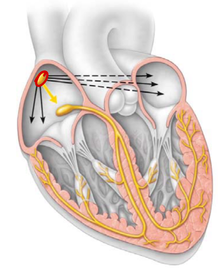 <ul><li><p>the pacemaker, generate impulses</p></li><li><p>right atrial wall</p></li><li><p>depolarises 80-100x per minute</p></li><li><p>ANS modifies this to 75x per minute</p></li><li><p>electrical activity from SA node penetrates to LA</p></li></ul><p></p>