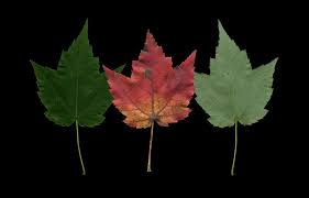 <p>what is the scientific name of Red maple </p>