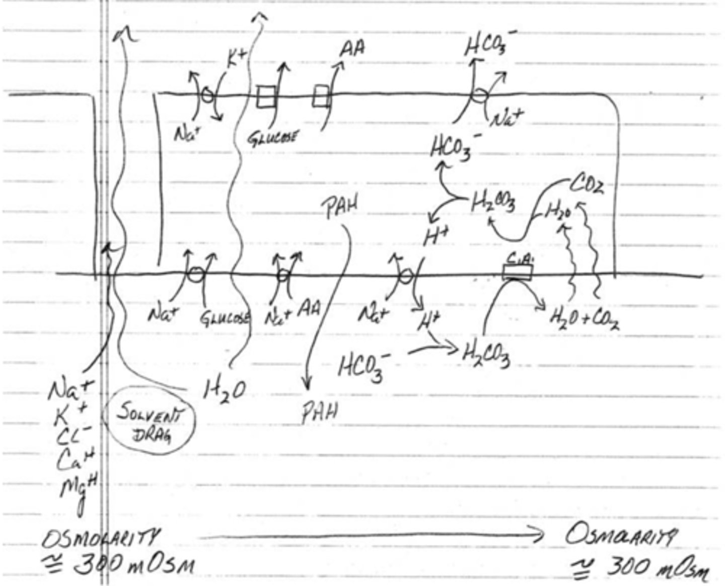 <p>false; osmolarity remains constant because water follows solutes via osmosis maintaining isosmotic conditions so even though large volumes of water and solutes are reabsorbed, they are reabsorbed proportionally (300 mOsm)</p>