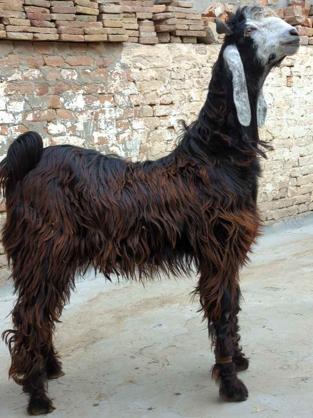 <p>dancing goat breed</p>