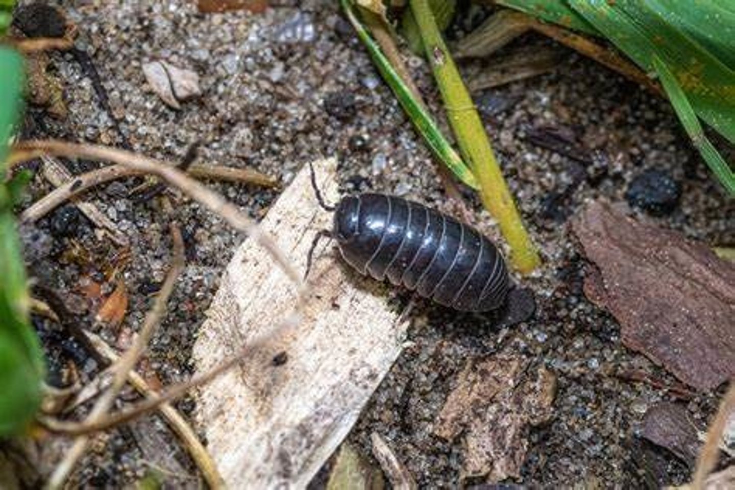 <p>What Phylum, Subphylum, Class, and Order is this animal in? What is its common name?</p>