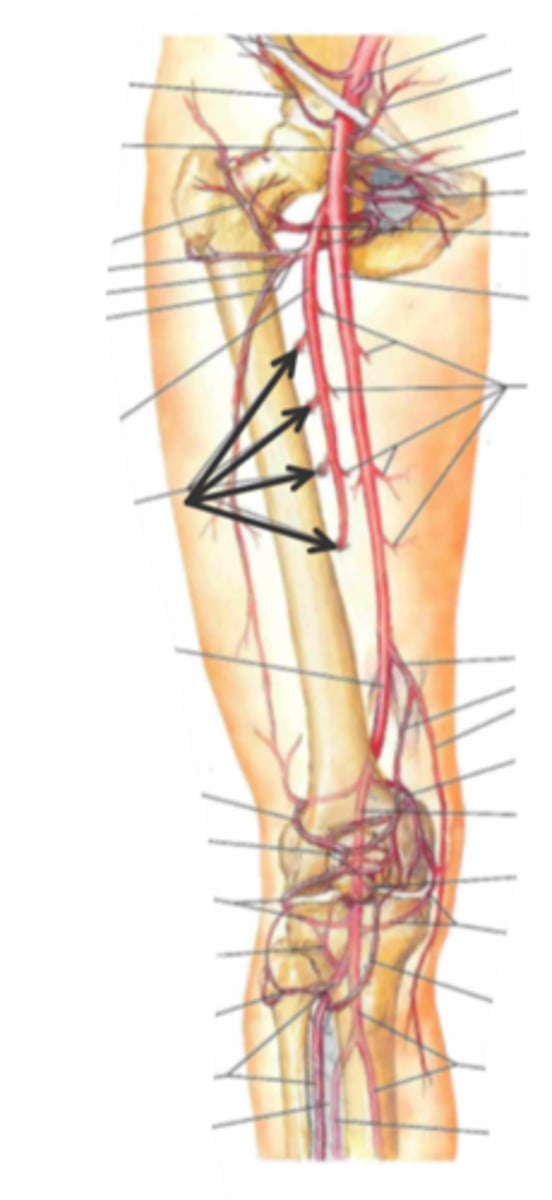 <p>identify the structure(s) indicated by the arrow</p>