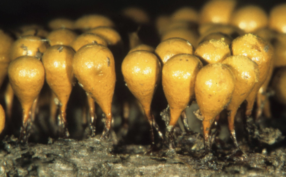 <p>Hemitrichia clavata</p>