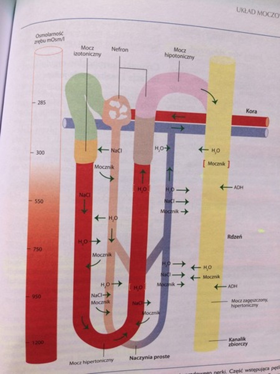 <p>otwiera akwaporyny, obecne w dalszym odcinku kanaliku II rzędu i kanalikach zbiorczych. </p><p>Zwiększa objętość ECF. </p>