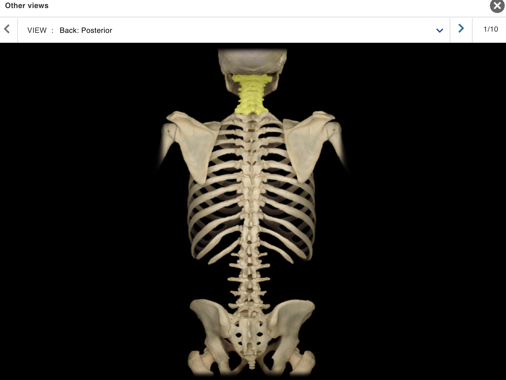 <p>Location:</p><ul><li><p>﻿﻿Neck</p></li><li><p>﻿﻿Between occipital bone and T1 vertebra</p></li></ul><p class="p1">Description:</p><ul><li><p>﻿﻿Seven individual vertebrae</p></li><li><p>﻿﻿Characteristic features include transverse foramen and bifid<br>(split) spinous process on C3-C6</p></li></ul><p class="p1">Comment:</p><p class="p1">• Atlas (C1 vertebra) articulates with skull</p>