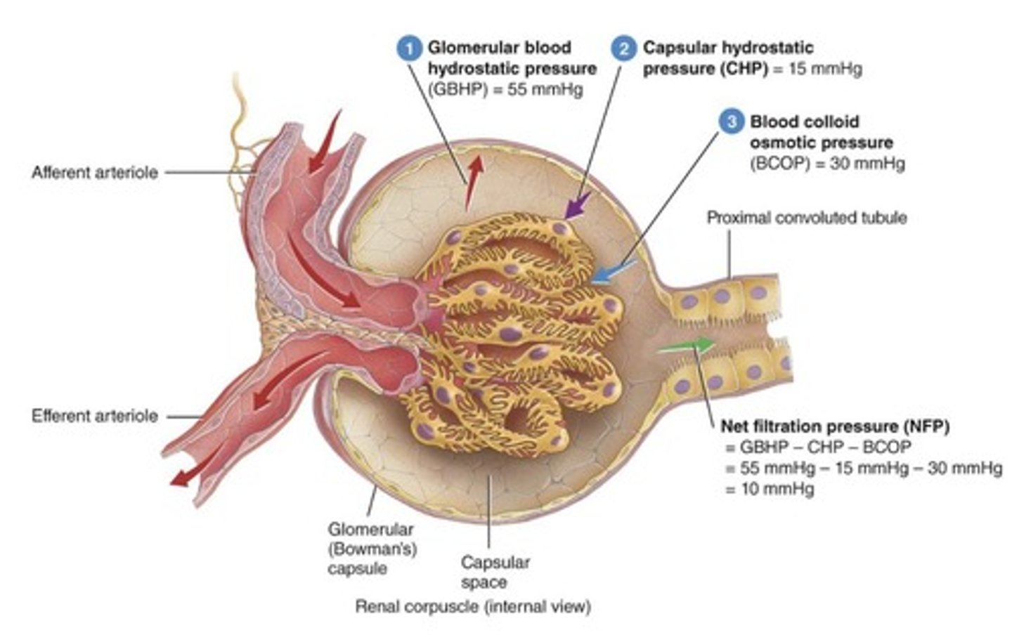 <p>Helps with micturition (peeing) and stores urine.</p>