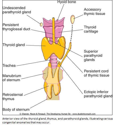 Accessory thymic tissue and ectopic parathyroid glands fairly common