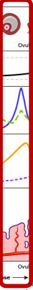 <p><strong>Late Follicular Phase</strong></p><p>-Ovarian cycle → one follicle is selected as the __________ follicle, while the rest of the growing follicles stop ____________ (atresia)</p><p>-Endometrial cycle → endometrium ___________ more and the cervical mucus becomes more&nbsp;“stringy” (also known as&nbsp;“____ _______ cervical mucus”)</p><p>-_____ protein in this cervical mucus is important for _____ transit to the uterus&nbsp;</p><p>-__ surges, also known as the midcycle surge → ovulation occurs ~__ hours later</p><p>-Monitoring for a LH surge is often used to help detect ovulation</p>