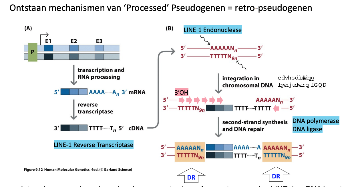 <p><span data-name="dna" data-type="emoji">🧬</span> <strong>Wat zie je in deze afbeelding?</strong></p><p>Het toont het <strong>ontstaan van een processed pseudogen</strong> via <strong>retrotranspositie</strong>, waarbij een <strong>mRNA-kopie</strong> van een gen wordt omgezet in DNA en <strong>terug in het genoom geïntegreerd wordt</strong>, maar <strong>zonder introns</strong> en <strong>zonder regulatoire elementen</strong>.</p><p><span data-name="arrows_counterclockwise" data-type="emoji">🔄</span> <strong>Stapsgewijze uitleg</strong> <span data-name="round_pushpin" data-type="emoji">📍</span> (A) Links – <em>Van functioneel gen naar cDNA</em></p><ol><li><p><strong>Transcription and RNA processing</strong></p><ul><li><p>Een actief gen (met exonen E1, E2, E3) wordt <strong>afgeschreven tot mRNA</strong>.</p></li><li><p>Tijdens RNA-processing worden de <strong>introns verwijderd</strong> → enkel exonen blijven over.</p></li><li><p>Het mRNA bevat een <strong>poly-A-staart</strong> aan het 3’-uiteinde.</p></li></ul></li><li><p><strong>Reverse transcriptase maakt cDNA</strong></p><ul><li><p><strong>LINE-1 reverse transcriptase</strong> (afkomstig van een retrotransposon) zet dit mRNA om in <strong>cDNA</strong> (complementair DNA).</p></li><li><p>Het cDNA bevat <strong>geen introns</strong> en begint met een <strong>poly-T-staart</strong> (complement van poly-A).</p></li></ul></li></ol><p></p><p><span data-name="round_pushpin" data-type="emoji">📍</span> (B) Rechts – <em>Integratie in het genoom</em></p><ol start="3"><li><p><strong>LINE-1 endonuclease knipt chromosomaal DNA</strong></p><ul><li><p>De LINE-1 <strong>endonuclease</strong> maakt een <strong>knip in een A-rijke regio</strong> van het DNA → dit is een voorkeursplek voor insertie.</p></li><li><p>Het cDNA wordt op die plek <strong>ingevoegd via strand invasion</strong>, dankzij hybridisatie tussen poly-T (cDNA) en A-rijke targetsequentie.</p></li></ul></li><li><p><strong>Second-strand synthesis</strong></p><ul><li><p><strong>DNA polymerase en ligase</strong> maken de tweede streng van het DNA af → nu is de retrocopy <strong>ingevoegd</strong> in het genoom.</p></li></ul></li></ol><p></p><p><span data-name="microscope" data-type="emoji">🔬</span> <strong>Resultaat: een processed pseudogen</strong></p><ul><li><p><strong>Geen introns</strong> → want het was afkomstig van mRNA</p></li><li><p><strong>Poly-A/T-sporen</strong> zichtbaar</p></li><li><p><strong>Geen promotor</strong> of regulatie → dus <strong>niet actief</strong> (of slechts in zeer beperkte mate)</p></li><li><p>Wordt <strong>flankeerd door korte repeats (DR = direct repeats)</strong> door foutieve herstelsynthese</p></li><li><p><strong>Mutaties stapelen op</strong> over de tijd → het gen <strong>wordt steeds meer inactief</strong></p></li></ul><p><span data-name="graduation_cap" data-type="emoji">🎓</span> <strong>Belang / waarom dit telt</strong></p><ul><li><p>Dit proces verklaart waarom ons genoom <strong>zoveel dode genkopieën bevat</strong>.</p></li><li><p>Deze pseudogenen kunnen soms nog <strong>RNA produceren</strong> en hebben <strong>regulatoire functies</strong> (bv. miRNA-spons).</p></li><li><p>Dit toont hoe <strong>retrotransposons zoals LINE-1</strong> bijdragen aan genoomuitbreiding en variatie.</p></li></ul><p></p><p><span data-name="brain" data-type="emoji">🧠</span> <strong>Kort uitgelegd in 1 zin:</strong></p><figure data-type="blockquoteFigure"><div><blockquote><p>Een <strong>processed pseudogen</strong> ontstaat wanneer een <strong>mRNA</strong> via <strong>reverse transcriptase</strong> wordt omgezet in DNA en <strong>zonder introns en promotor</strong> wordt teruggeplaatst in het genoom, vaak als inactieve kopie van een gen.</p></blockquote><figcaption></figcaption></div></figure><p></p>