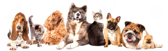are there more dogs or animals?