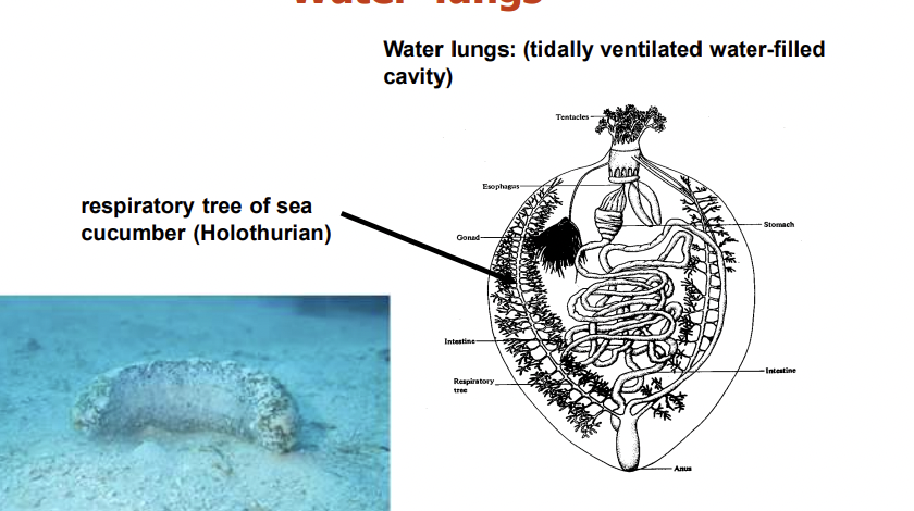<p>What is the respiratory structure of sea cucumber (Holothurian)?</p>