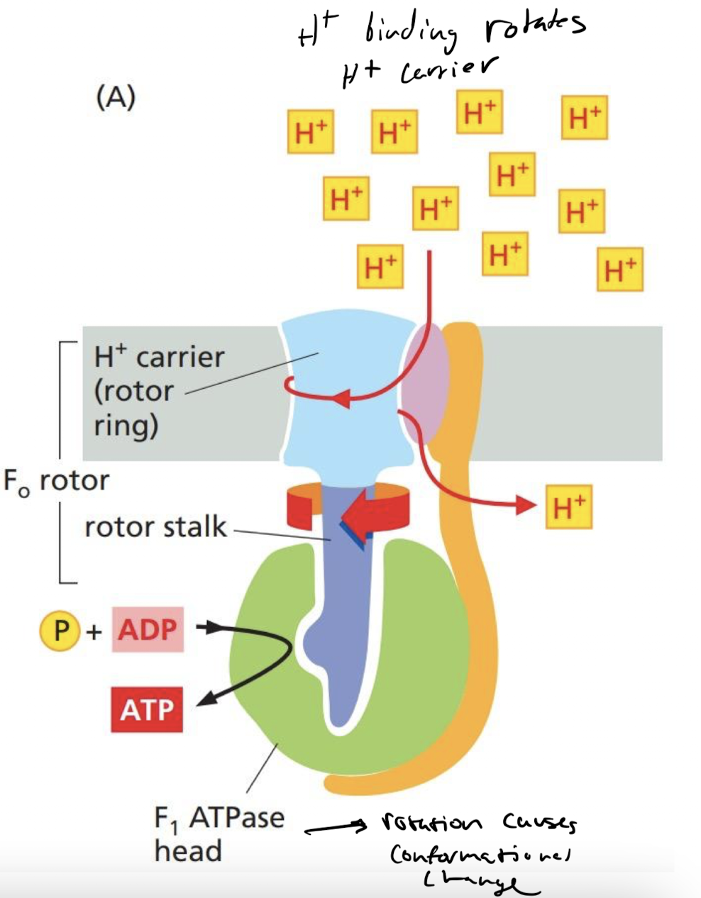 <p>flow of H+ moves its rotor stalk which adds phosphates to ADP, creating ATP</p>