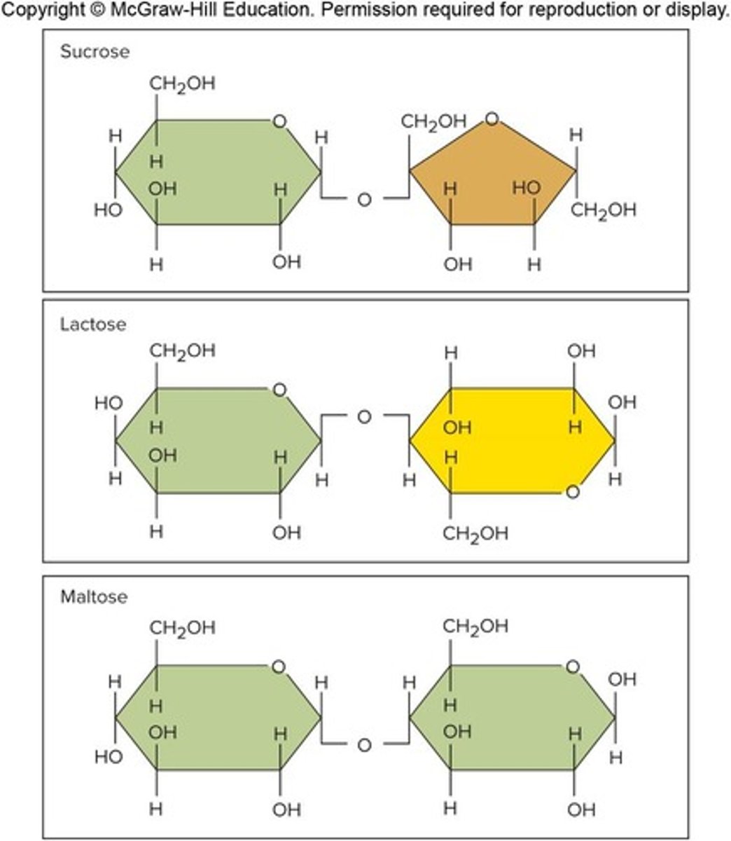 <p>Composed of two joined monosaccharides</p>