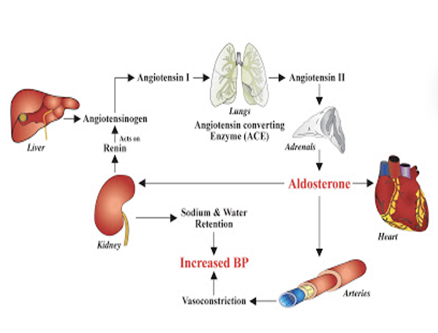 <p>Hypertension (HTN)</p>
