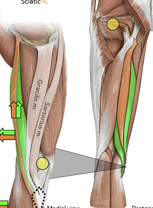 <p>Origin: ischial tuberosity; </p><p>Insertion: medial tibia; </p><p>Actions: hip extension, knee flexion; </p><p>Innervation: sciatic n. </p><p>(green) </p>