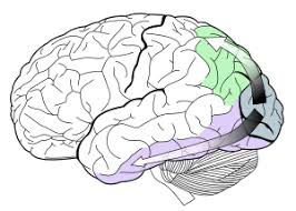 <p>two pathways that go from the primary visual cortex (occipital brain):</p><ol><li><p>how pathway - to the motor cortex </p></li><li><p>what pathway - to the limbic system</p></li></ol><p></p>