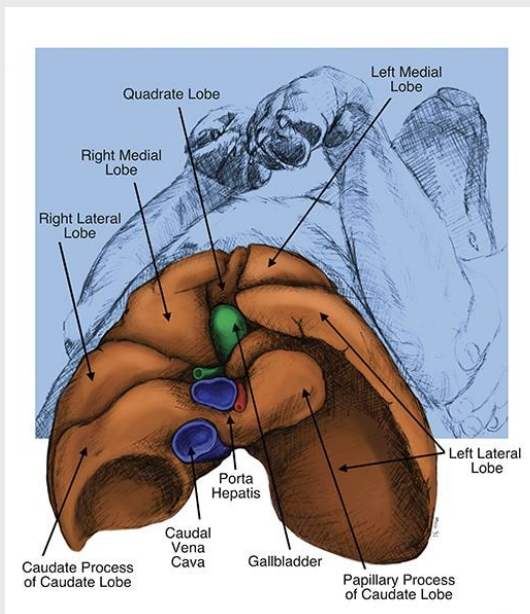 <p>image shows dog lying on its back (paws on top)</p><p></p><p>the visceral surface of the liver</p><p>bile duct, portal vein, and hepatic vessels enter and leave)</p><p></p><p>porta is allso known as. the hilar region on the liver</p>