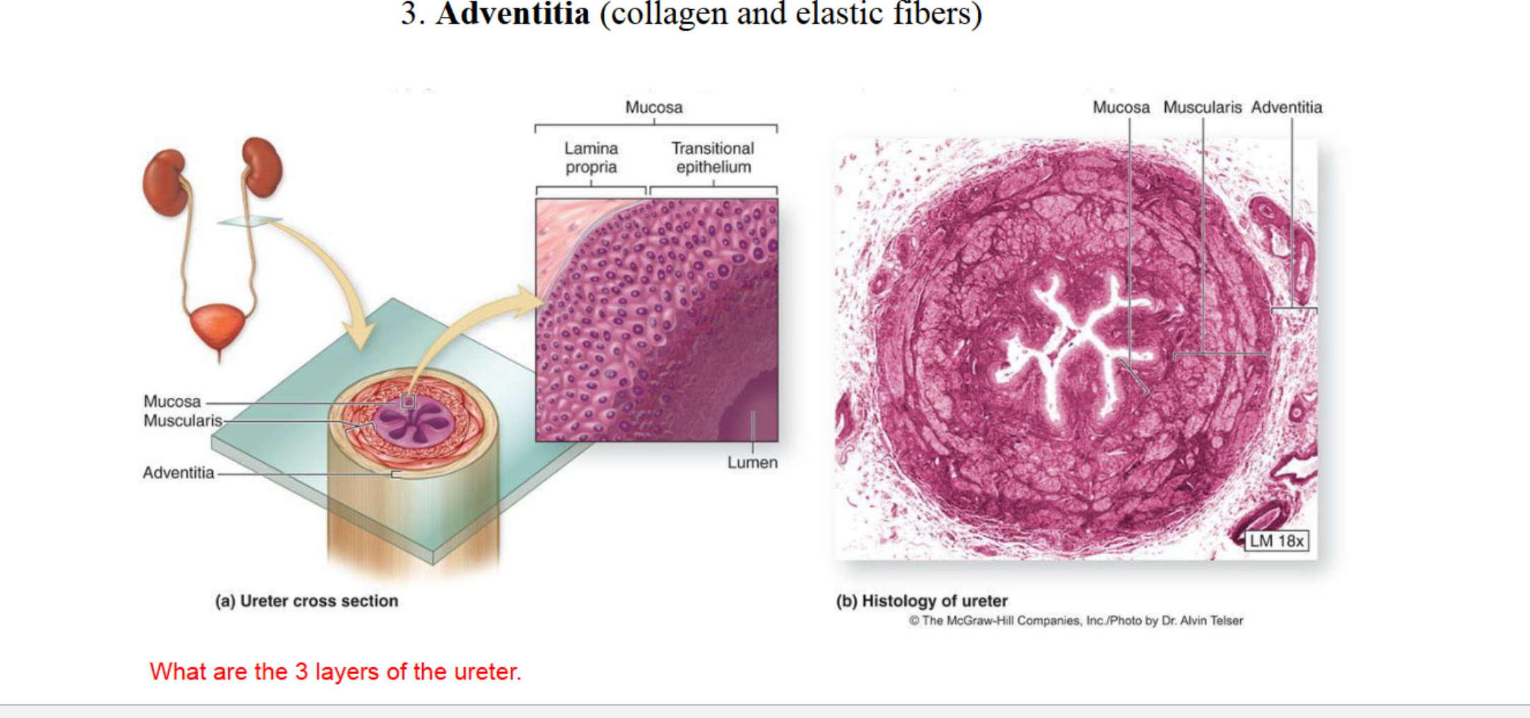 <ol><li><p><strong>Mucosa</strong> (with transitional epithelium)</p></li><li><p><strong>Muscularis</strong> (smooth muscle for peristalsis)</p></li><li><p><strong>Adventitia</strong> (outer connective tissue)</p></li></ol><p></p>
