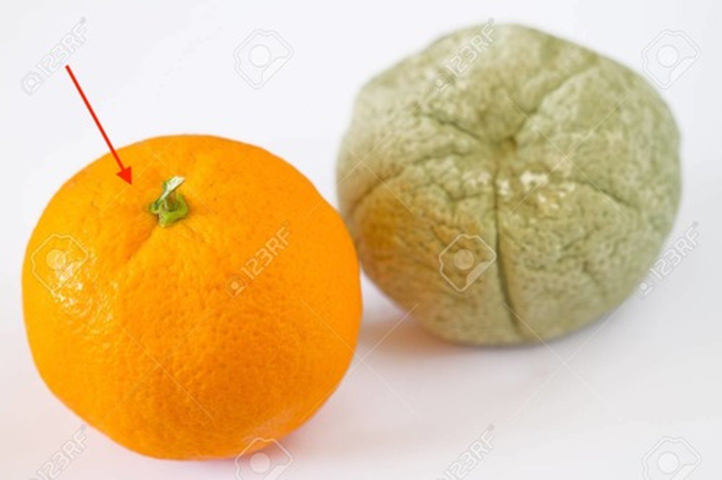 <p>fresh</p>