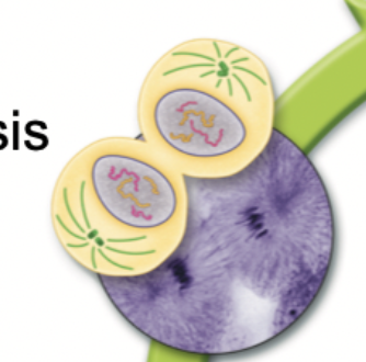 <p>What happens in Cytokinesis?</p>