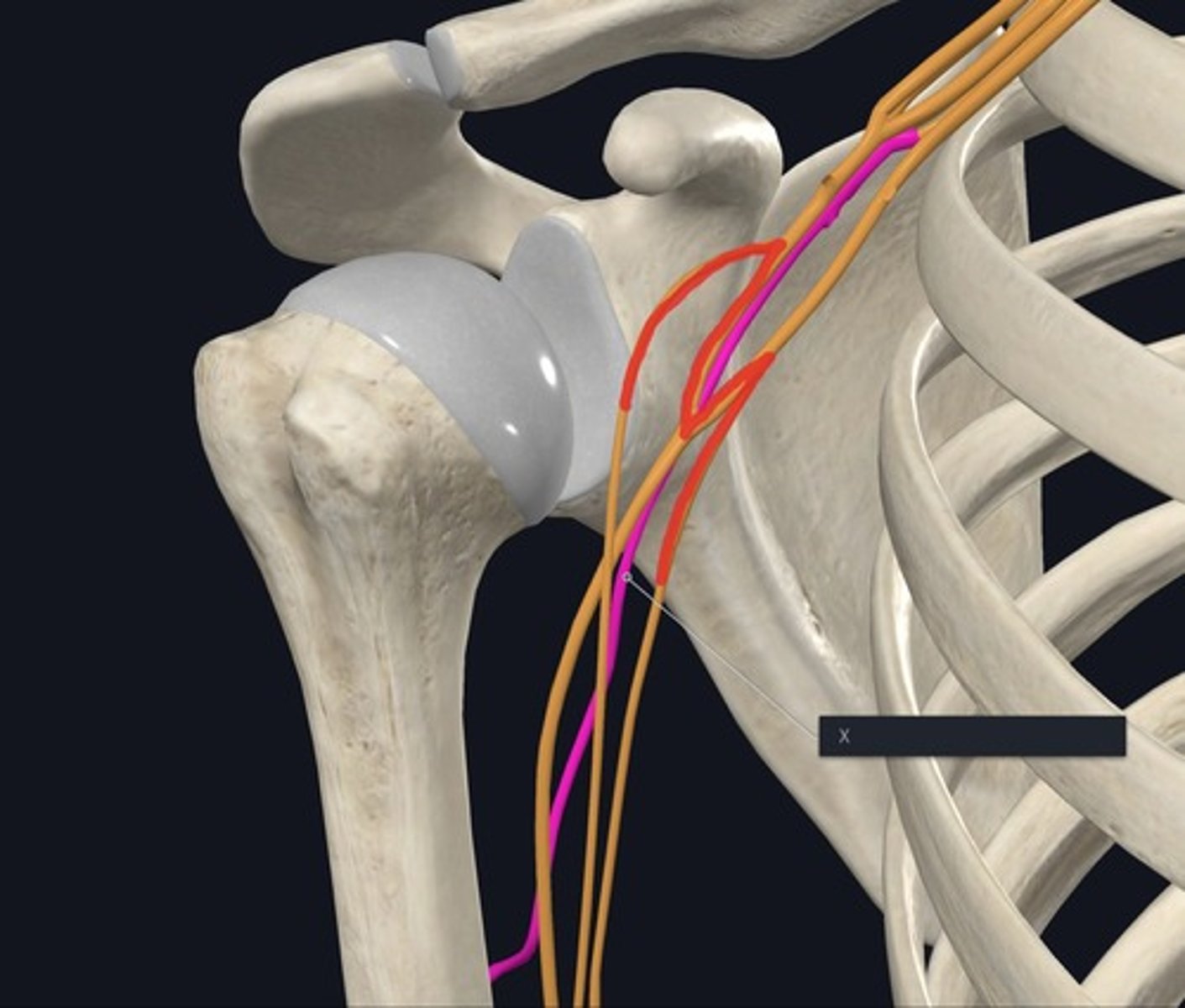 <p>Name the nerve highlighted purple and indicated by the X.</p>
