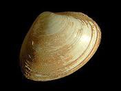 <p>Surf Clam</p>