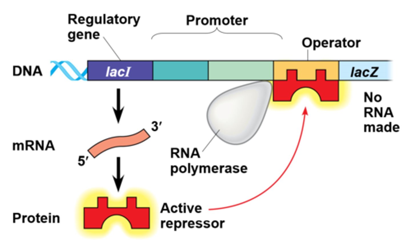 <p>The lac repressor is innately active, and in the absence of lactose it switches off the operon by binding to the operator. Enzymes for using lactose are not made.</p>
