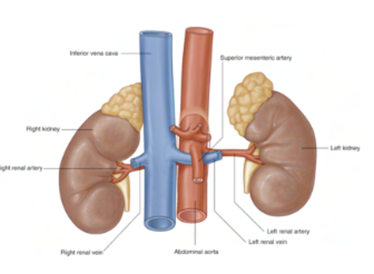 <p>The position of the SMA and the left renal vein creates a potential site of compression. If the SMA compresses the left renal vein, it can lead to vascular complications:</p>