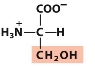 <p>Ser, S</p><p>Hydrophilic/Polar</p>