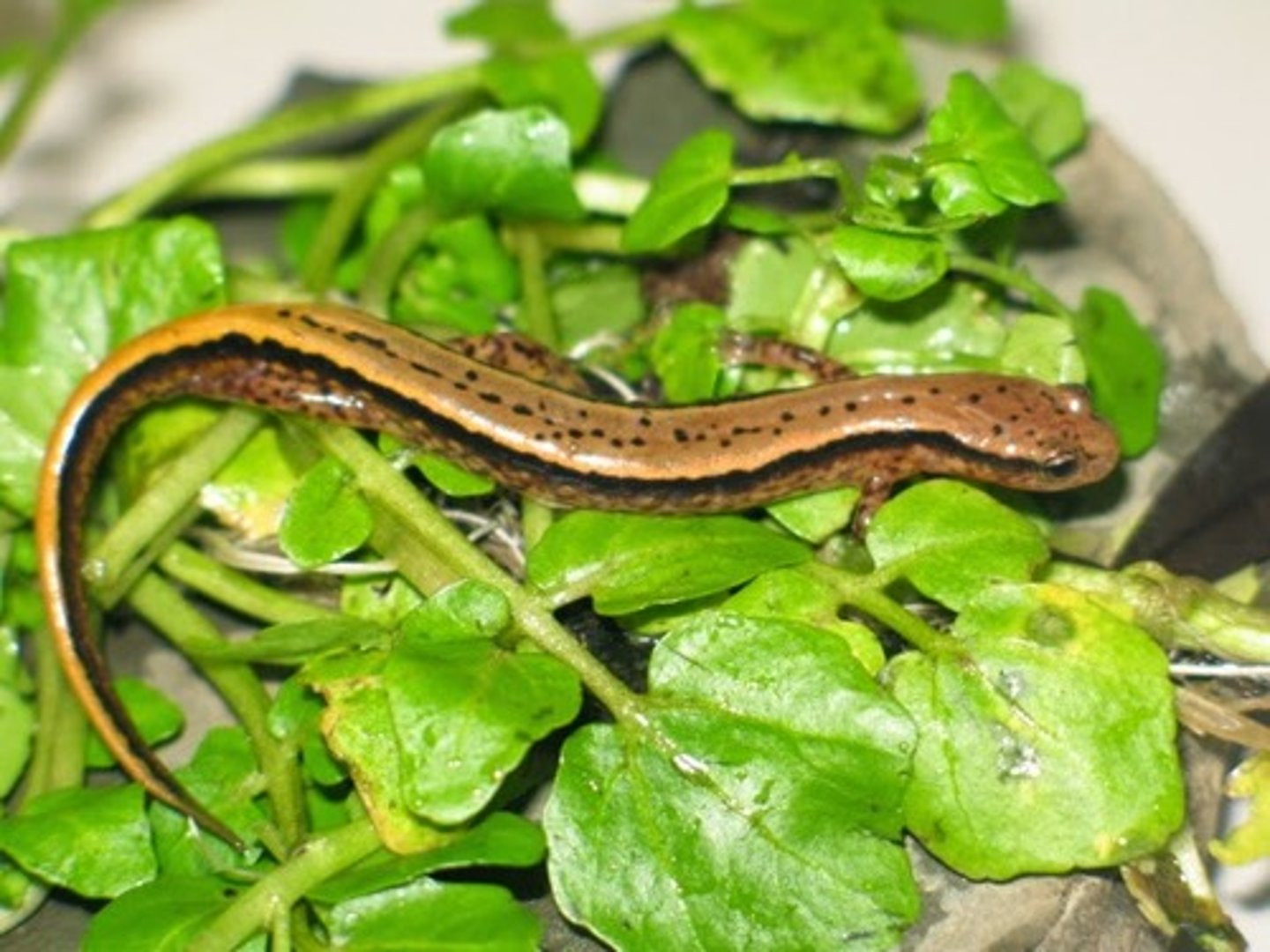 <p>What salamander has:</p><p>- Yellow/brown coloration</p><p>- Lateral stripes extending down the length of the tail</p><p>- A stocky tail that's over half its body length</p><p>- Dusky sides</p><p>- May or may not have a row of light circles on sides</p><p>- 13-14 costal grooves</p><p>- A range in geologic springs microhabitats in the ridge and valley of NW GA</p>