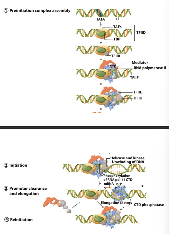 <ol><li><p>Preinitiation complex assembly</p><ul><li><p>TATA box</p></li><li><p>Then TFIID(bind in tata box) with TAF and TBP</p></li><li><p>TFIIB bind  (TRB)</p></li></ul></li><li><p>Initiation- promoter open, DNA denatured</p><ul><li><p>bind 2 H</p></li></ul></li><li><p>Promoter clearance elongation adn termination</p><ul><li><p>closed comples, open complex and promoter clearence with 2H</p></li></ul></li><li><p>reinitiation</p><ul><li><p>promote transcription with TFIID</p></li></ul></li></ol><p></p>