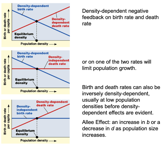 <p>birth rates fall and death rates rise with population density</p><ul><li><p>negative feedback</p></li></ul><p></p>