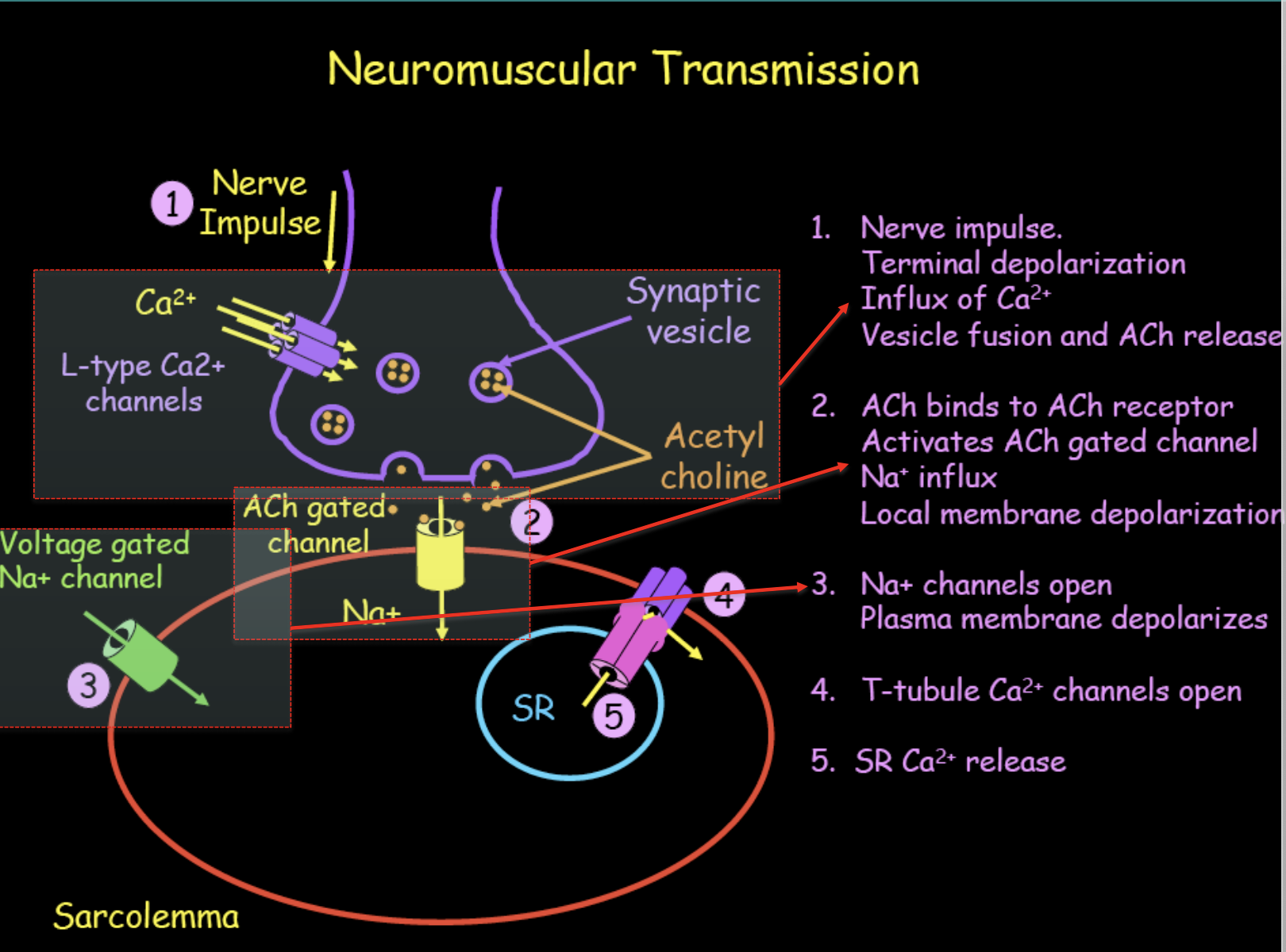 <ul><li><p><span style="background-color: transparent;"><strong><span>Transmission Steps:</span></strong></span></p><ol><li><p><span style="background-color: transparent;"><span>An electrical nerve impulse reaches the terminal, causing an influx of </span><strong><span>Calcium (Ca²⁺)</span></strong><span> through L-type channels.</span></span></p></li><li><p><span style="background-color: transparent;"><span>This triggers vesicles to fuse with the membrane and release ACh into the synaptic cleft.</span></span></p></li><li><p><span style="background-color: transparent;"><span>ACh binds to </span><strong><span>ACh-gated channels</span></strong><span> (receptors) on the muscle membrane.</span></span></p></li><li><p><span style="background-color: transparent;"><span>This causes </span><strong><span>Sodium (Na⁺) influx</span></strong><span>, leading to a local membrane depolarization.</span></span></p></li></ol></li></ul><p></p>