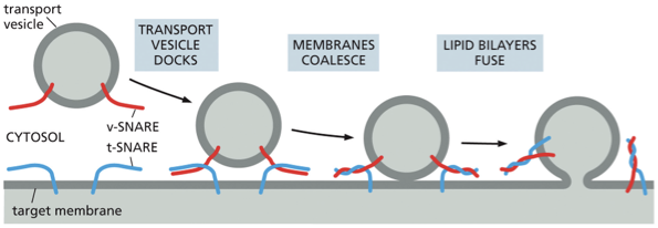 <ul><li><p>transmembrane protein</p></li><li><p>tethering protein grabs vesicle by the rab protein, the SNAREs on the vesicle called the v-SNAREs will interact with the SNAREs on the target membrane called the t-SNAREs this interaction allows the vesicle to dock firmly in place </p></li><li><p>catalyzes the membrane fusion thats needed to deliver the cargo that was inside the vesicle. this also adds the vesicles membrane to the membrane of the organelle</p></li><li><p>when fusion is triggered, the v-SNAREs and t-SNAREs wrap around each other tightly, thereby acting like a winch that pulls the two lipid bilayers into close proximity</p></li></ul><p>figure description:</p><p>Once appropriately triggered, the tight pairing of v-SNAREs and t-SNAREs draws the two lipid bilayers into close apposition. The force of the SNAREs winding together squeezes out any water molecules that remain trapped between the two membranes, allowing their lipids to flow together to form a continuous bilayer. In a cell, other proteins recruited to the fusion site help to complete the fusion process. After fusion, the SNAREs are pried apart so that they can be used again.</p>