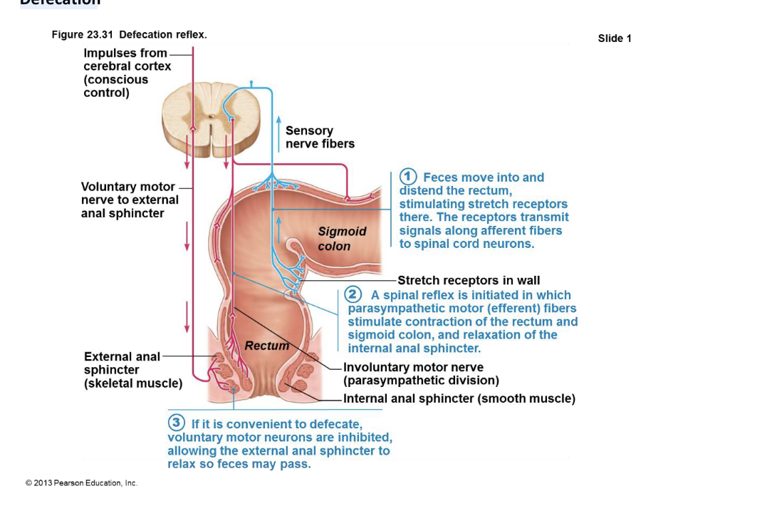 <p></p><p>1.  Feces enter the rectum, stretching its walls.</p><p>2.  Stretch receptors send signals to the spinal cord.</p><p>3.  The spinal cord initiates a reflex: the rectum and sigmoid colon contract, and the internal anal sphincter relaxes.</p><p>4.  If it's a good time to go, the brain allows the external anal sphincter to relax, and feces are eliminated.</p>