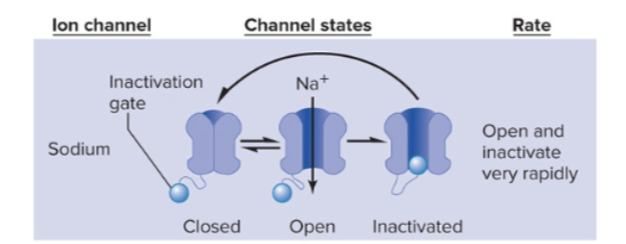 <p><strong>FALSE, The peak is the result of the channel&nbsp;<em>entering</em>&nbsp;the inactivation state.</strong><br><span>At first, during depolarization, Na⁺ flows through the voltage-gated sodium channel because the&nbsp;</span><strong>activation gate is open</strong><span>and the&nbsp;</span><strong>inactivation gate is still "resting" — meaning it’s not blocking the pore</strong><span>.</span><br><span>As Na⁺ keeps flowing in and the membrane becomes more and more positive, the&nbsp;</span><strong>inactivation gate slowly begins to close</strong><span>, kind of like a delayed response.</span><br><span>By the time we reach the&nbsp;</span><strong>peak</strong><span>&nbsp;of the action potential, the&nbsp;</span><strong>inactivation gate has now fully blocked the pore</strong><span>,&nbsp;</span><strong>stopping Na⁺ influx</strong><span>. That’s what&nbsp;</span><strong>causes the inactivated state</strong><span>&nbsp;— and that’s why&nbsp;</span><strong>the peak is the result of entering inactivation</strong><span>, not the other way around.</span></p>