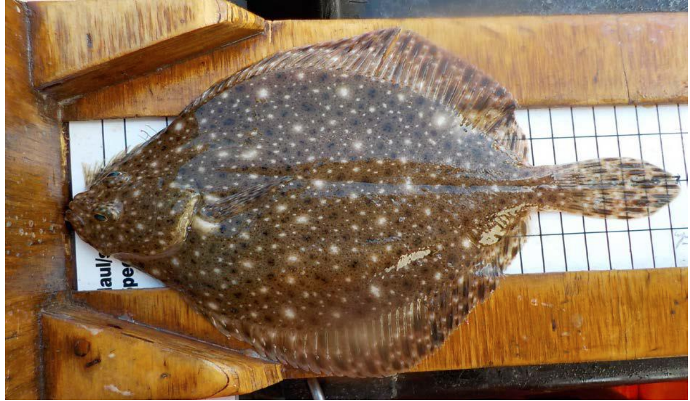 <p>left eye, black and white spots extend to fins, super flat</p>