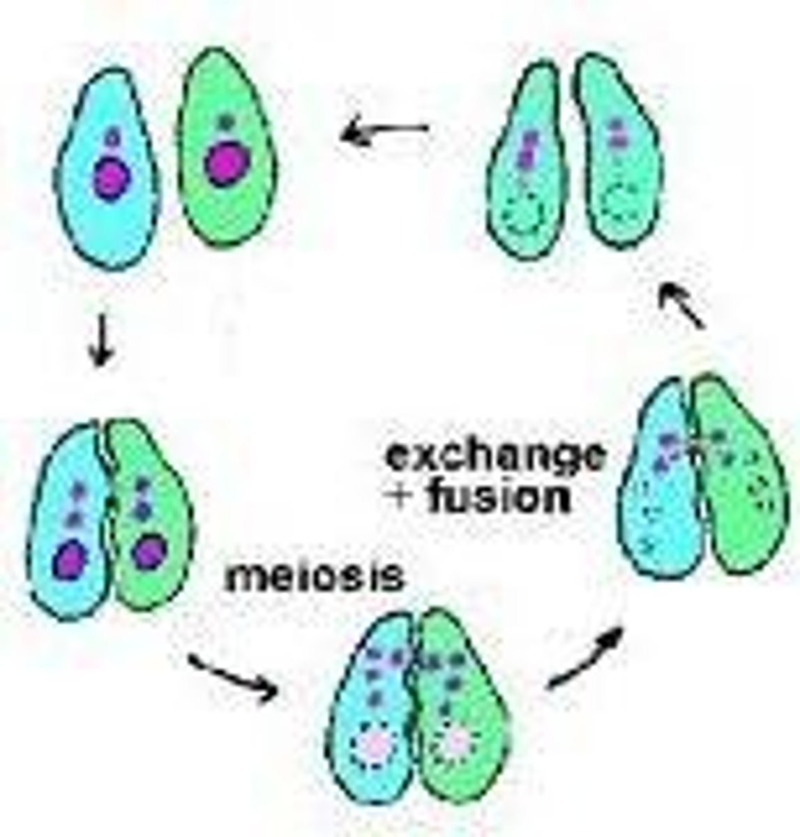 <p>a process involving the fusion of the nuclei of two gametes (sex cells) to form a zygote and the production of offspring that are genetically different from each other</p>