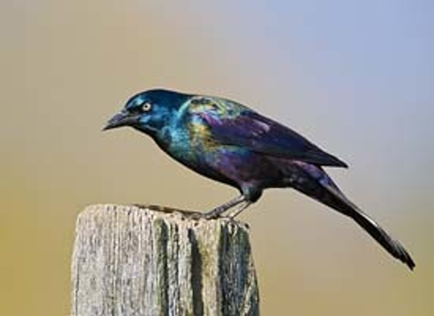 <p>Icteridae</p>
