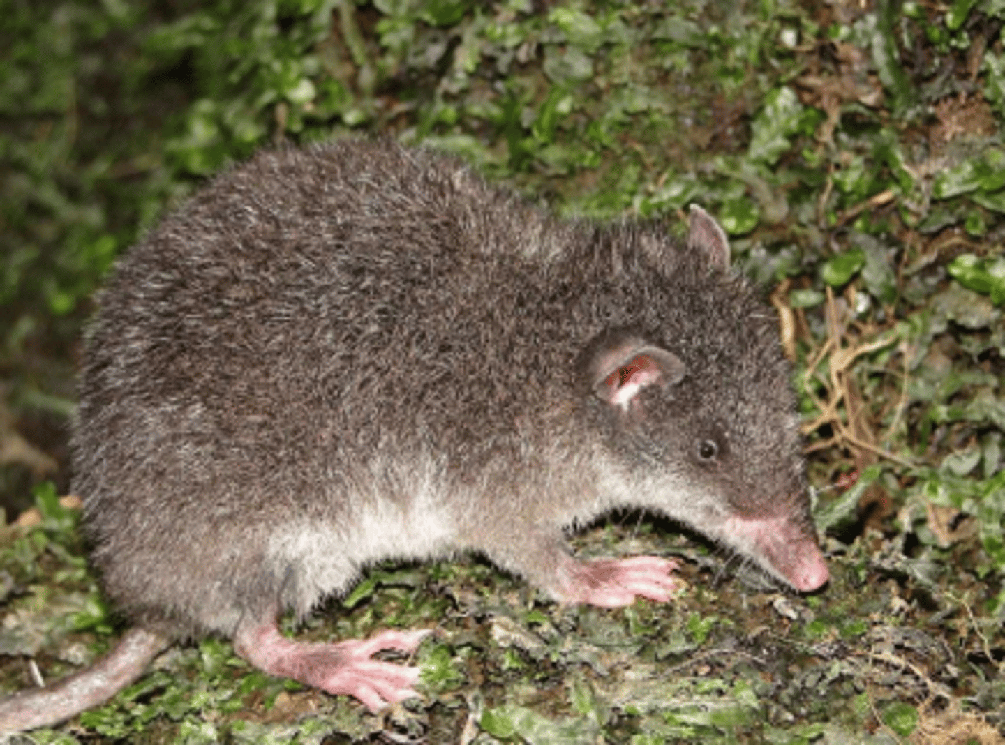 <p>shrew opossums</p>