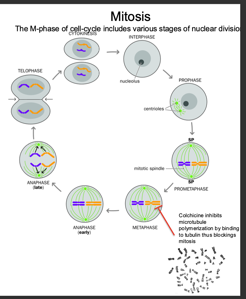 <p>Replication - sister chromatids made</p><p>Mitosis now</p><p>-Separation of the sister chromatids - held together by cohesin complexes</p><p>-Chromosomes condense (shorten + thicken)</p><p></p><p>Centrioles migrate to opposite poles+ form spindle poles</p><p></p><p>Prometaphase - NUCLEAR MEMBRANE breaks down - allows for anaphase to occur but also for chromosomes to align along the metaphase plate</p><p></p><p>Metaphase - residual cohesins removed</p><p>-Chromosomes aligned along metaphase plate - cohesins and centromere hold sister chromatid together.</p><p></p><p>Anaphase - spindles pull sister chromatids apart to opposite poles</p><p></p><p>Telophase:</p><p>reformation of the nuclear membrane around daughter nuclei</p><p><strong>-Chromosomes decondense</strong></p><p></p><p><strong>cytokinesis - separation of the cytoplasm</strong></p><p><strong>creates 2 daughter cells</strong></p><p></p><p></p><p><strong>G1 - S PHASE -G2 -M PHASE </strong></p>