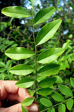 <p>Scientific Name</p>