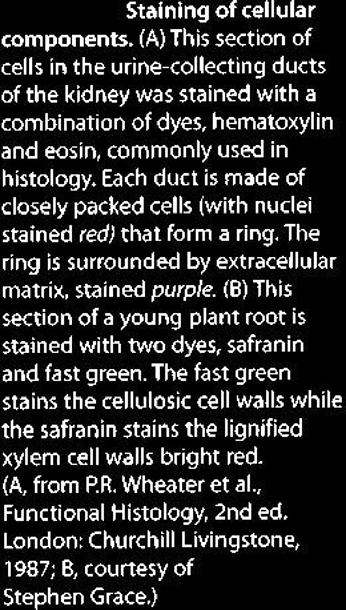 <p>Technique to enhance visibility of cell structures.</p>