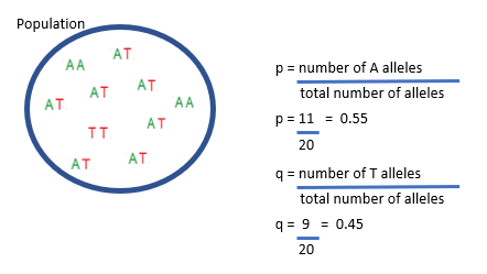 <p><span><span>p, the frequency of the A allele, is the number of A alleles divided by the total number of alleles in the population. In this case, there are 11 A alleles in the ten diploid individuals in this population. </span></span></p><p><span><span>The total number of alleles is 20, so p is 11 divided by 20, which equals 0.55. q, the frequency of the T allele, is the number of T alleles divided by the total number of alleles in the population. </span></span></p><p><span><span>In this case, there are 9 T alleles in the ten diploid individuals in this population. The total number of alleles is 20, so q is 9 divided by 20, which equals 0.45. </span></span></p><p><span><span>If there are only two alleles at this locus in the population then q can also be calculated as 1 – p. </span></span></p>