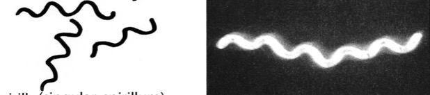 <p>What is the shape of the bacteria shown</p>