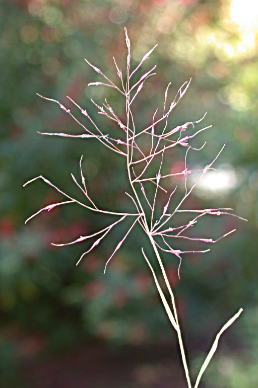 Longevity: Perennial

Season of Growth: Warm

Origin: Native

Economic Value

Wildlife: Poor

Grazing: Good
