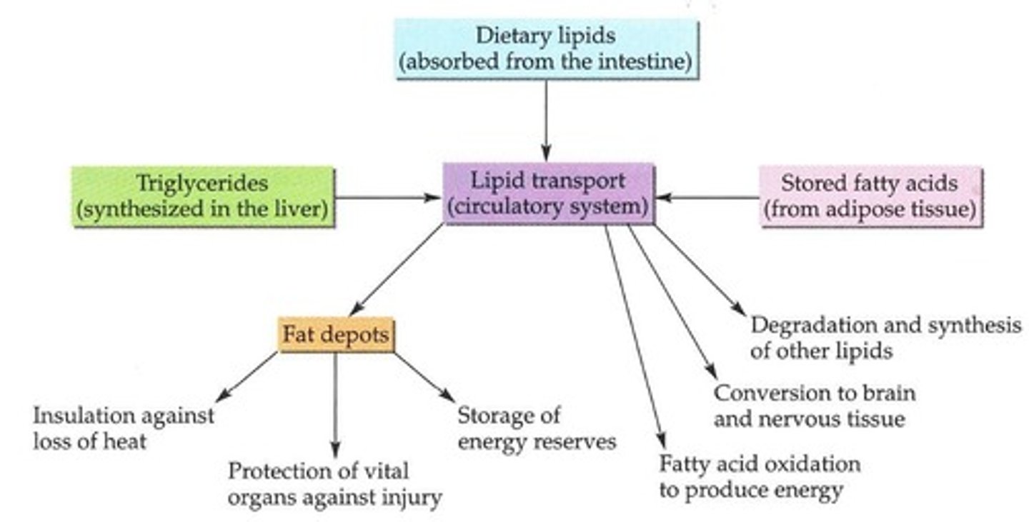 <p>Lipoprotein aggregates for lipid transport in blood.</p>