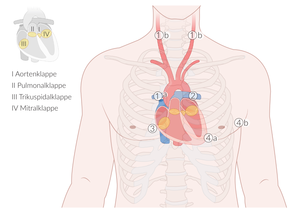 <p>B. In the 5th left intercostal space, midclavicular</p>