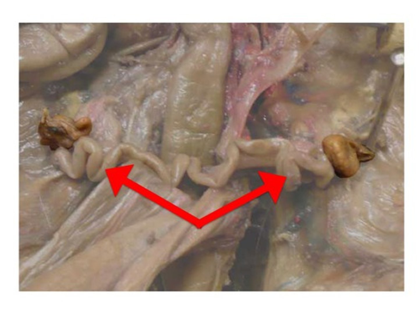 <p>Point where uterus & uterine tubes meet; connect body of uterus & ovaries; in the pig, fetus develops here.</p>