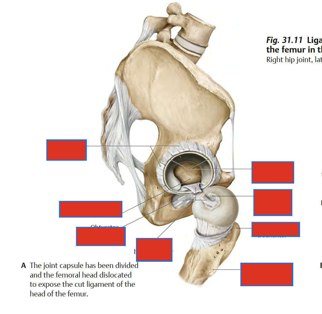 <p>where is the acetabular fossa? </p>